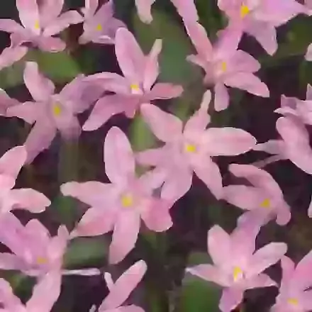 Luciliae Rosy Queen